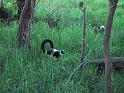 018 BW Ruffed Lemur